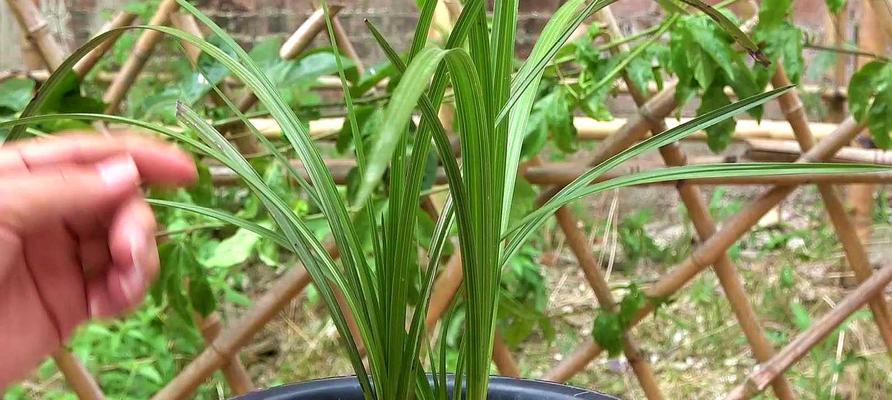 分盆兰花修剪根部技巧（兰花分盆需要注意什么？如何修剪兰根？）