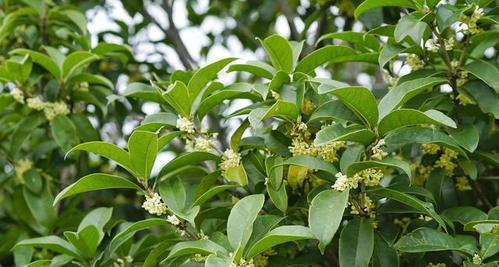 如何种植金桂（打造私人花园的秘密武器）