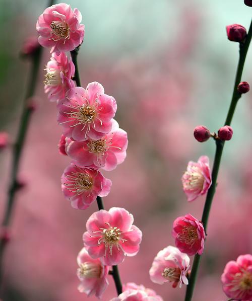 梅花的寓意与传说（探究梅花所蕴含的文化内涵）