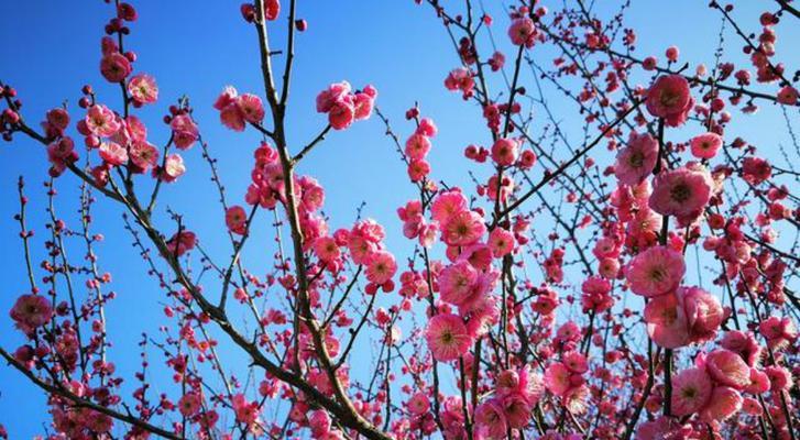 梅花的寓意与传说（探究梅花所蕴含的文化内涵）