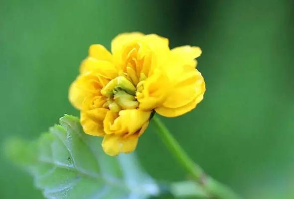 棣棠花常见虫害及防治方法（认识棣棠花的虫害，让花儿更健康）