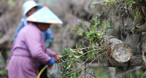 如何种植铁皮石斛？（掌握种植技巧，让你收获丰硕的果实）