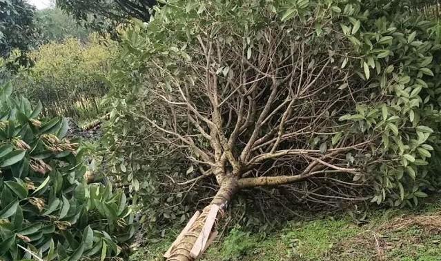 如何种植健康的桂花树（注意事项与技巧）