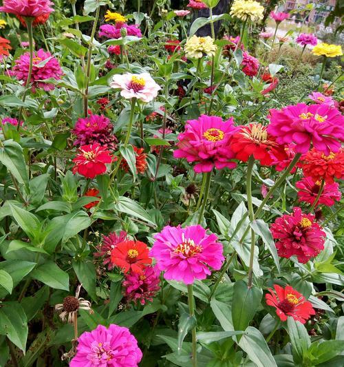 秋日盛开的花朵（秋花璀璨、秋景宜人）