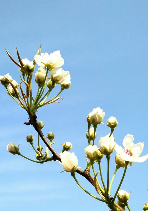 梨树二次开花现象剧增（探究气候变化对果树生长的影响）