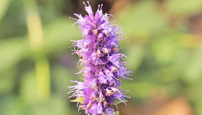 藿香花干枯怎么办（干枯藿香花的救治方法及注意事项）