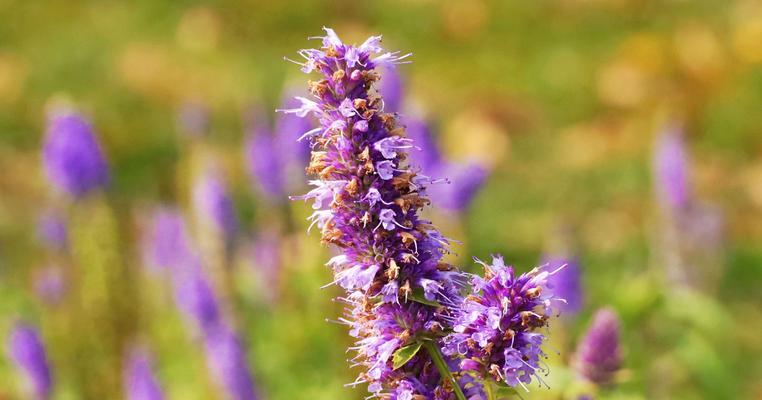 藿香花干枯怎么办（干枯藿香花的救治方法及注意事项）