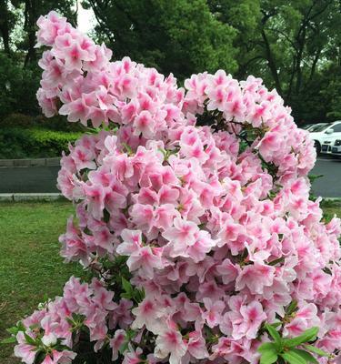 春天的花海（盛开的美丽与希望）