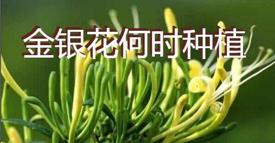 金银花的栽培方法与注意事项（打造属于你自己的金银花花园）