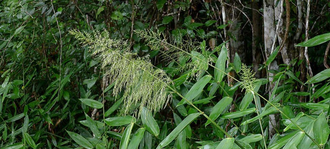 竹子的分类和性质（竹子是草本还是木本植物？——从植物学角度探究竹子的分类和特性）