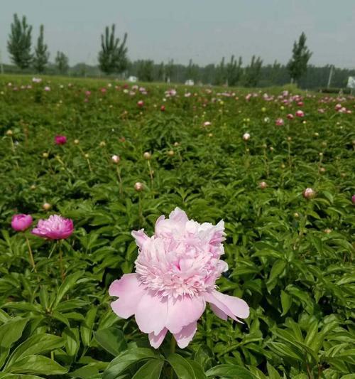 芍药种植全攻略（了解芍药的生态习性及栽培技巧）