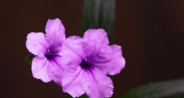 蓝花草的特点（了解蓝花草，迎接清新与优雅）