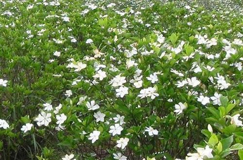 栀子花能否嫁接成功？（从栽培技巧和植物生理学角度探讨栀子花的嫁接可行性）