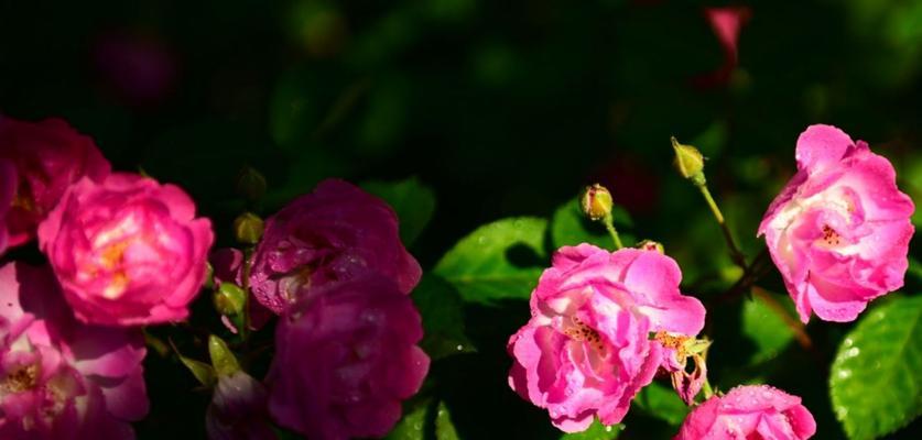 蔷薇花种植方法（从选购到养护，助你打造美丽花园）