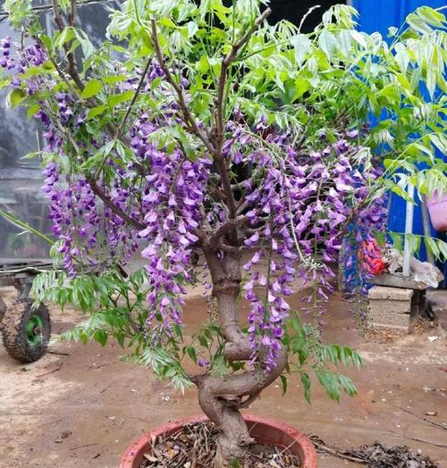 这些长青植物适合新手也适合老手，一年四季都有花看（这些长青植物适合新手也适合老手，一年四季都有花看）