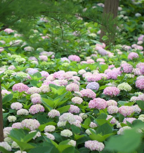 绣球花一年开几次花？（了解绣球花的花期与繁殖，留住每一份花香。）