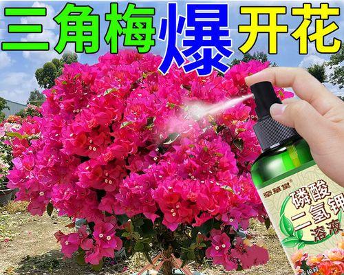 三角梅肥料剖析（让三角梅生长茂盛，你需要知道这些肥料原理！）