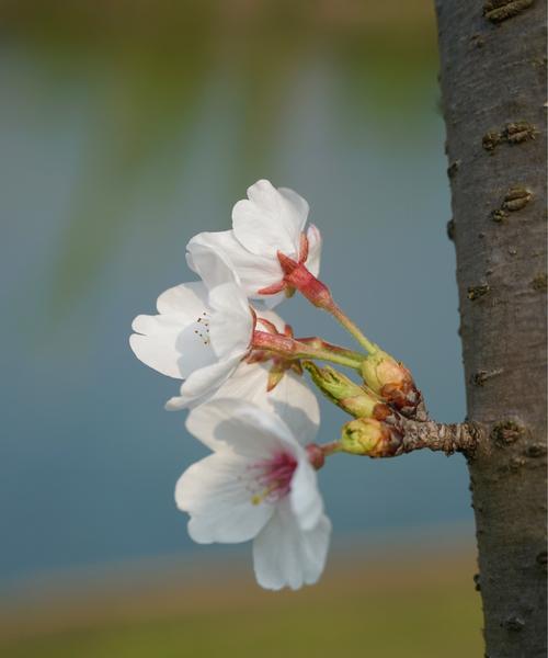 三月花开，满城春色（赏花指南，三月江南最美）