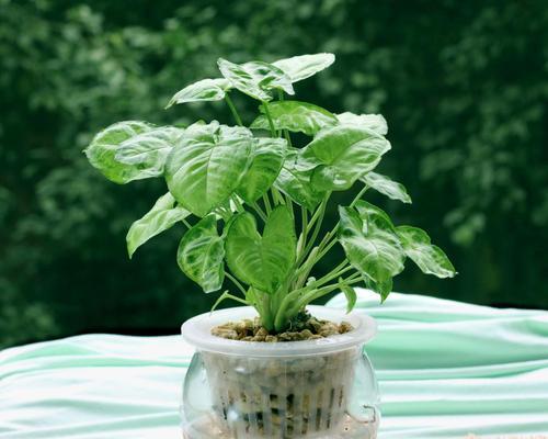 合果芋的种植养护指南（打造高产优质合果芋种植的关键方法）