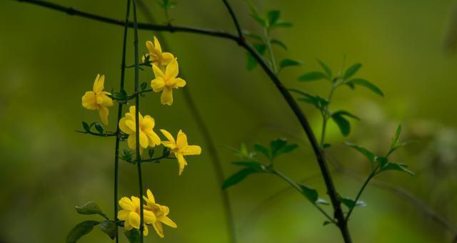 迎春花的种类及特点（探寻迎春花园林魅力，一篇涵盖五类迎春花的综述）