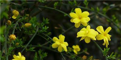 迎春花的种类及特点（探寻迎春花园林魅力，一篇涵盖五类迎春花的综述）