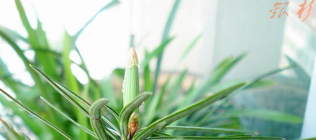 探秘植物熊猫（揭开神秘植物的面纱）