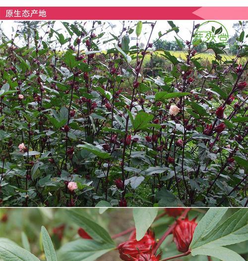 玫瑰茄的传说——花开情浓（探寻玫瑰茄花语之美）