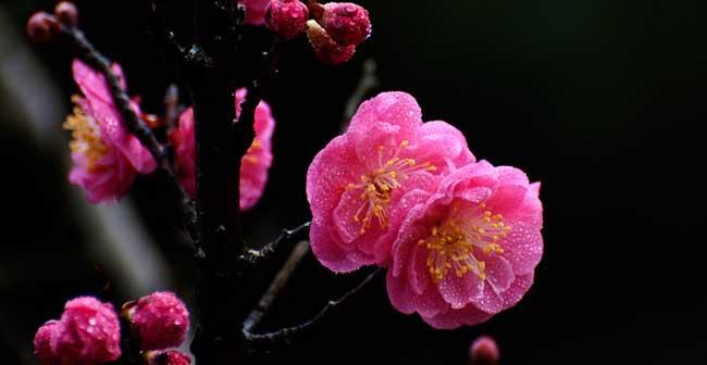 梅花的精神象征意义——坚韧不拔的生命力（冬天中的独行者——梅花）