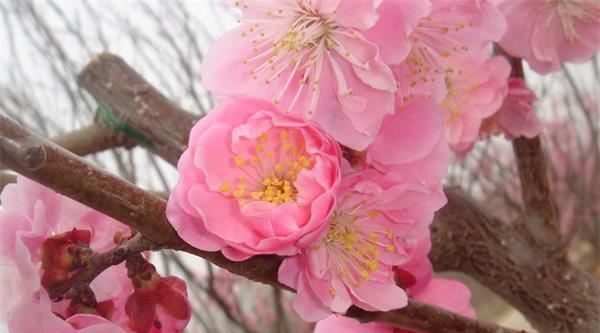 梅花之美（花开寒冬，坚守自我；冰雪中盛放，永不凋零）