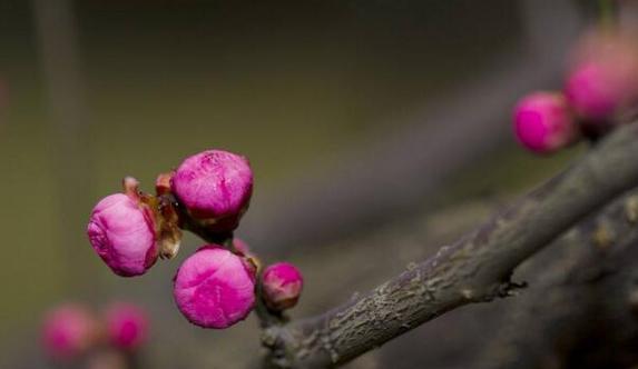 梅花之美（花开寒冬，坚守自我；冰雪中盛放，永不凋零）