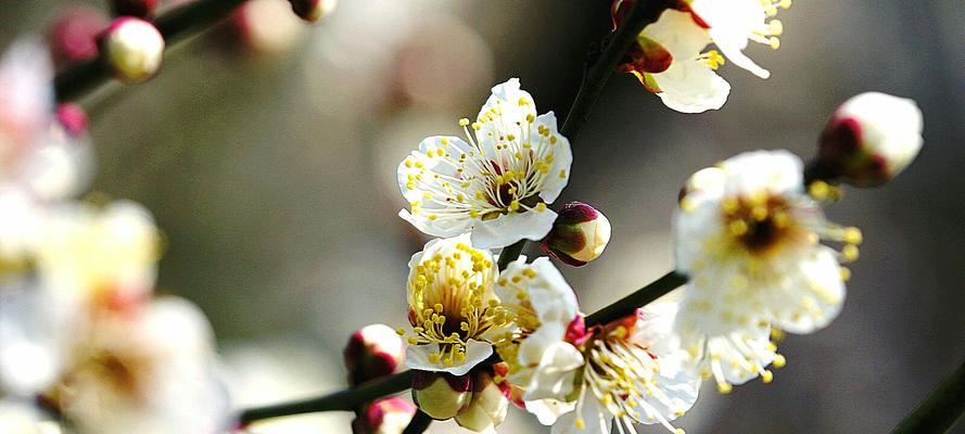 梅花的花语与象征意义（凛冬中的坚韧与希望——梅花的花语深意）