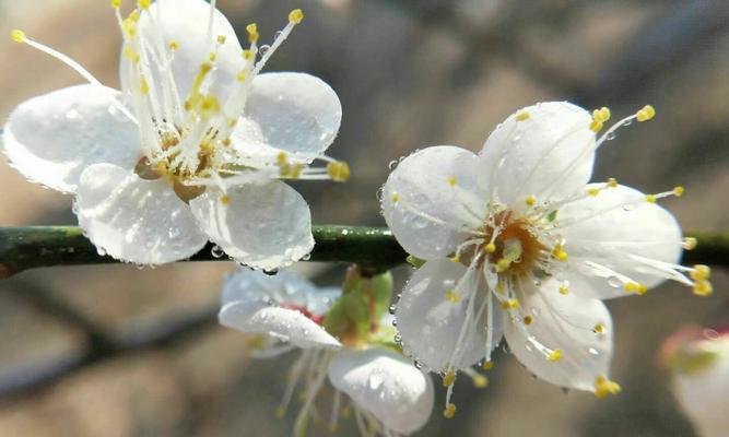 梅花花语（梅花花语的意义及其在人生中的启示）