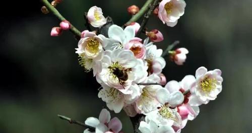 梅花的象征意义与美学价值（中国文化中的梅花意象及其传承）