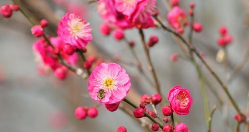 梅花的象征意义与美学价值（中国文化中的梅花意象及其传承）