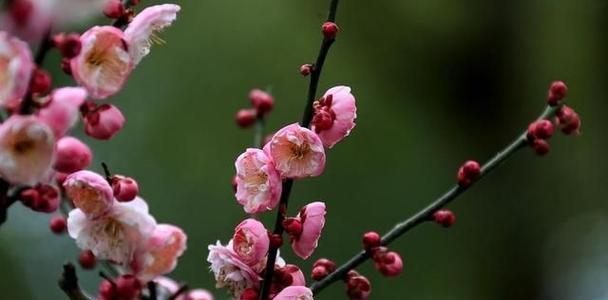 梅花（传承千年的梅花文化，展现执着和希望）