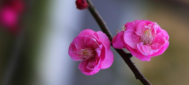 梅花（传承千年的梅花文化，展现执着和希望）