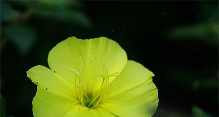 美丽月见草花语（揭开月见草的神秘面纱，发现花语的秘密）