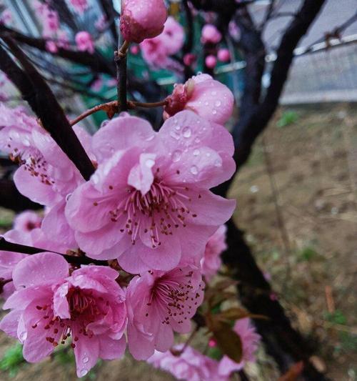 美人梅花语-唤醒心中的绮丽（梅花的神秘力量与深邃哲思）