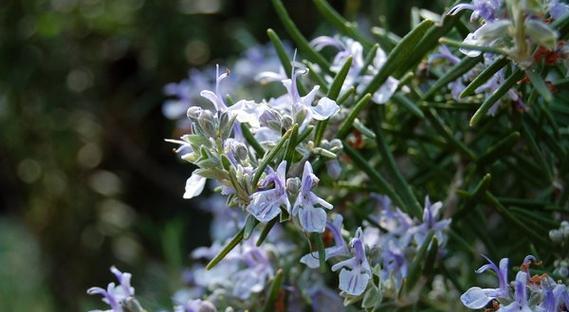 迷迭香的花语与意义（探寻迷迭香花语的神秘之处）