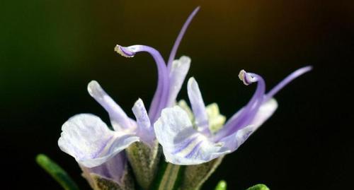 迷迭香的花语与意义（探寻迷迭香花语的神秘之处）