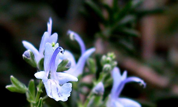 迷迭香（迷迭香花语含义及其传说）