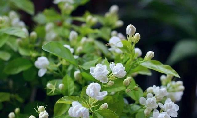 茉莉花语的深意（探寻茉莉花语的内涵与象征）