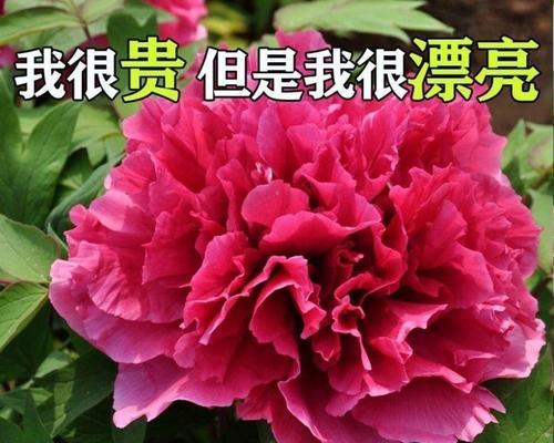 牡丹花语（傲然绽放的花海，传递着无尽的寓意）