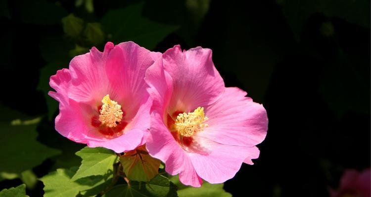 木芙蓉（木芙蓉传说揭示的文化符号与人性追求）