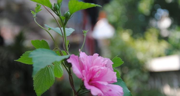 木槿花语——寄托情感的花海（木槿花开，春天来了）