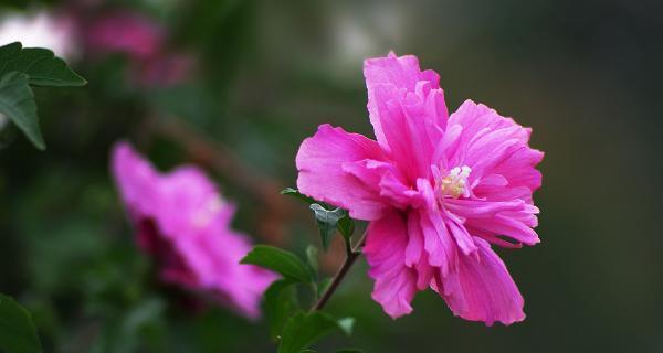 木槿花语——寄托情感的花海（木槿花开，春天来了）