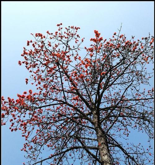 广州市花木棉花的花语与寓意（木棉花盛开，广州蓬勃发展）