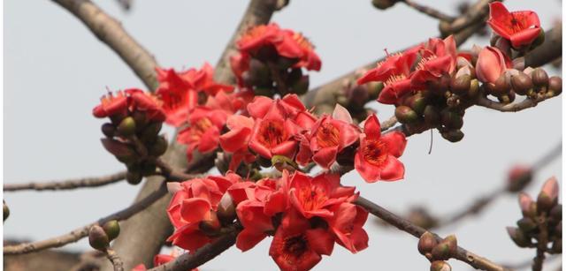 木棉花的寓意与花语（探索木棉花的象征意义与美丽语言）