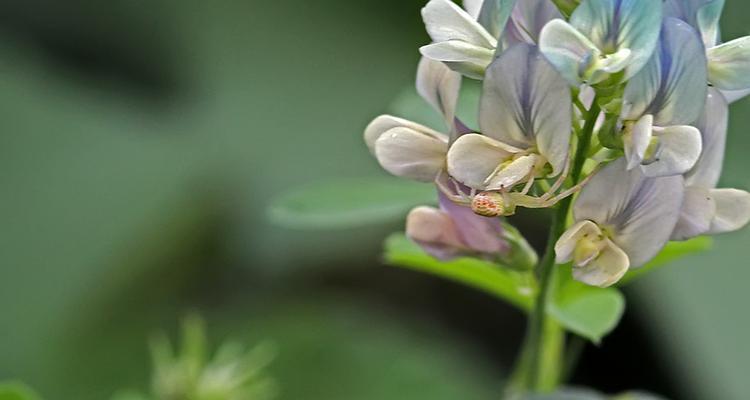 苜蓿花语（传递希望的绿色信使）