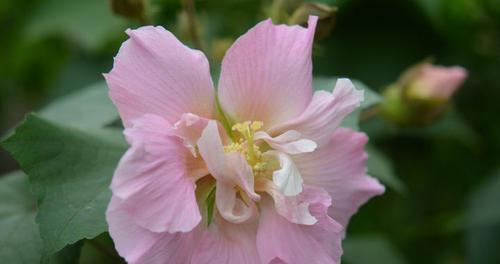 女贞子的花语与意义（解读女贞子花语及传统文化中的象征意义）